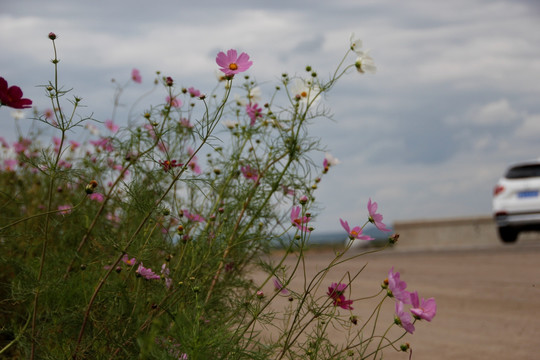 扫帚梅 粉色花 白花 路边野花