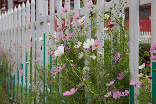 扫帚梅 粉色花 白花 路边野花