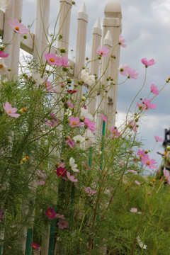 扫帚梅 粉色花 白花 路边野花