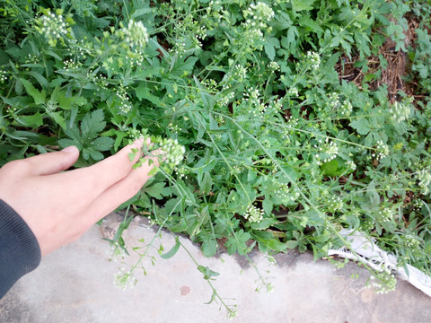 植物