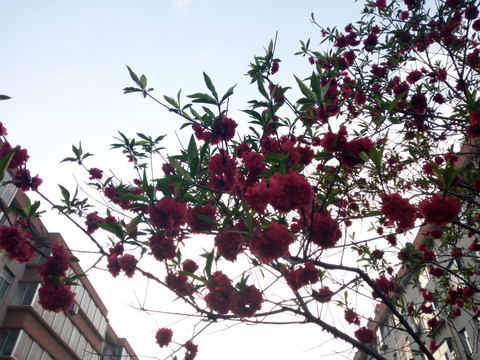 花树