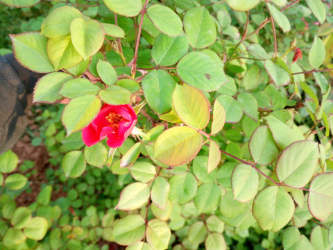红色月季花