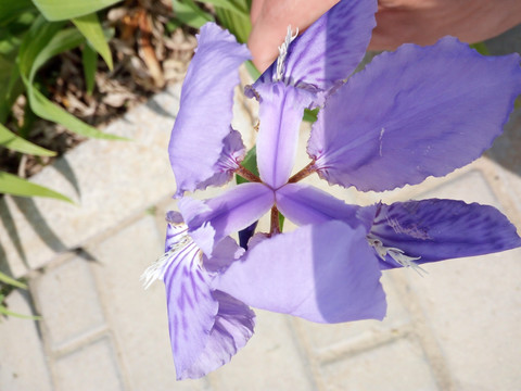 兰花草