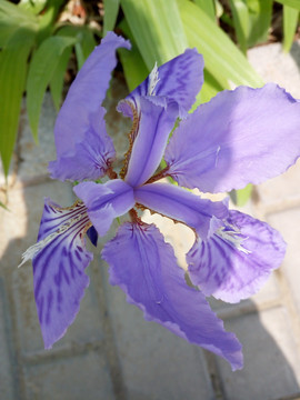 兰花草