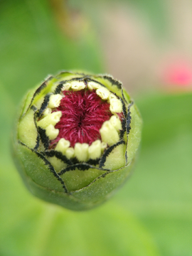 菊花花蕾微距