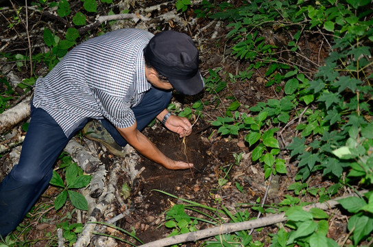 寻找到20年野山参