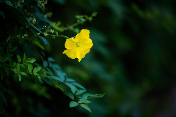 丝瓜花