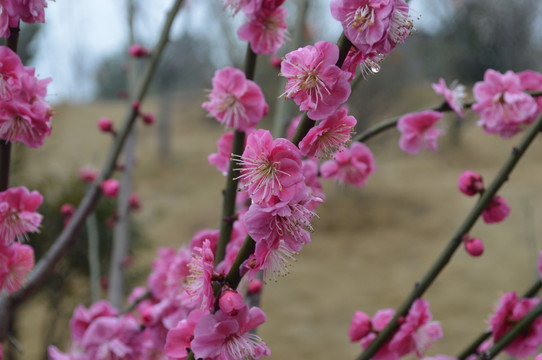 梅花