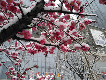 雪中的梅花