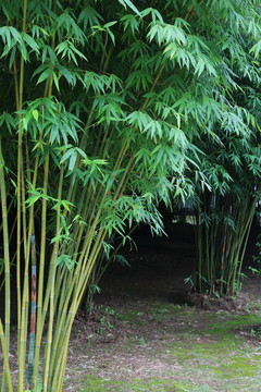青翠的竹林