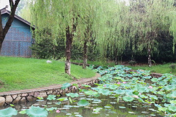 荷花池塘旁的竹子房子