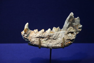 桑氏鬣狗下颚化石