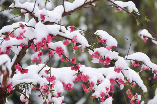 雪梅