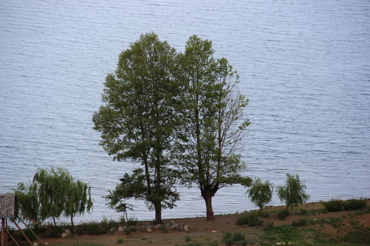 泸沽湖相思树