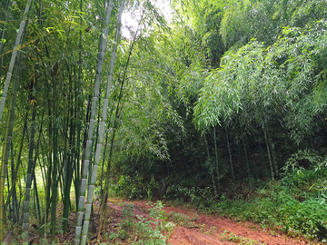 竹林