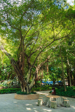 惠州南湖公园的古树