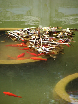 水塘 鱼池