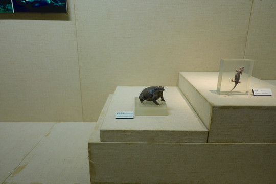 广东省博物馆 动物标本 博物馆