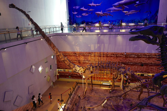 广东省博物馆 恐龙 化石 标本