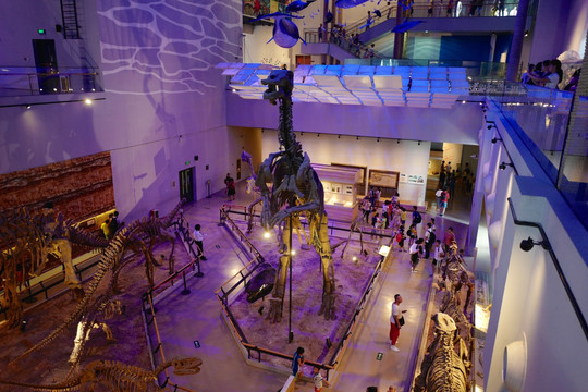 广东省博物馆 恐龙 化石 标本