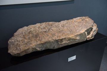 叠成石化石标本