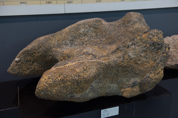 分珊瑚化石标本