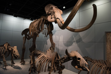骨骼标本 动物骨骼标本 （2）