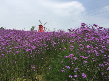 马鞭草花海