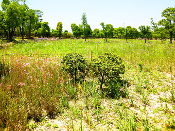 荒野草地