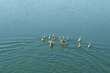 水面上的鸭群