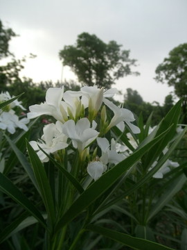 唯美夏天 白花夹竹桃