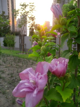 夕阳下的芙蓉花