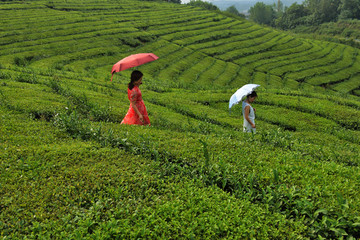 茶园 茶园美女