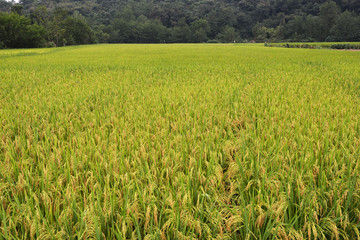 稻谷 稻田