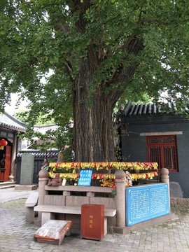 寺院大树