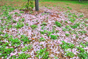 樱花雨  花瓣