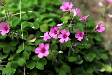 小花 公园花草