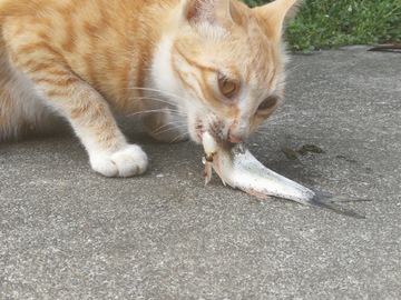 猫吃鱼