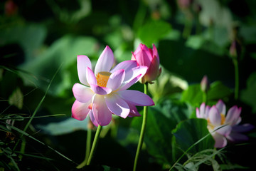 荷花 莲花 花 花卉 链子 莲