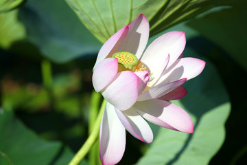 荷花 莲花 花 花卉 链子 莲