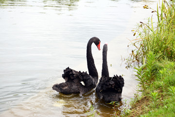 池塘里一对黑天鹅