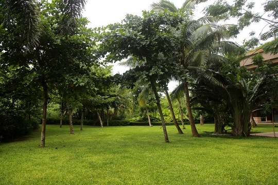 绿地 椰树林