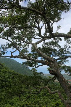 三亚亚龙湾 热带天堂森林公园