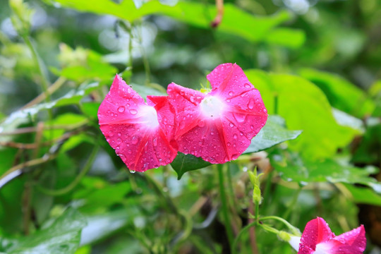 牵牛花