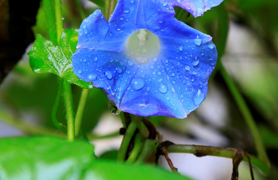 牵牛花 封面图