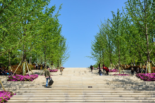 台阶和绿树