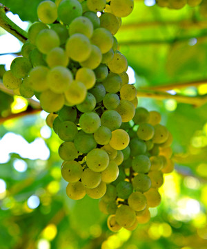 青葡萄种植 绿葡萄种植