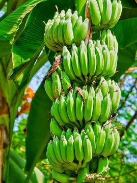 香蕉树 芭蕉叶 香蕉果实