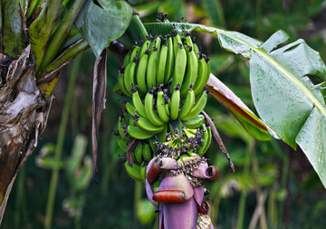 香蕉树 芭蕉叶 香蕉果实