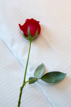 玫瑰花